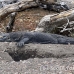dragon_komodo_lbrs_rinca_h_0120_kom1794.jpg